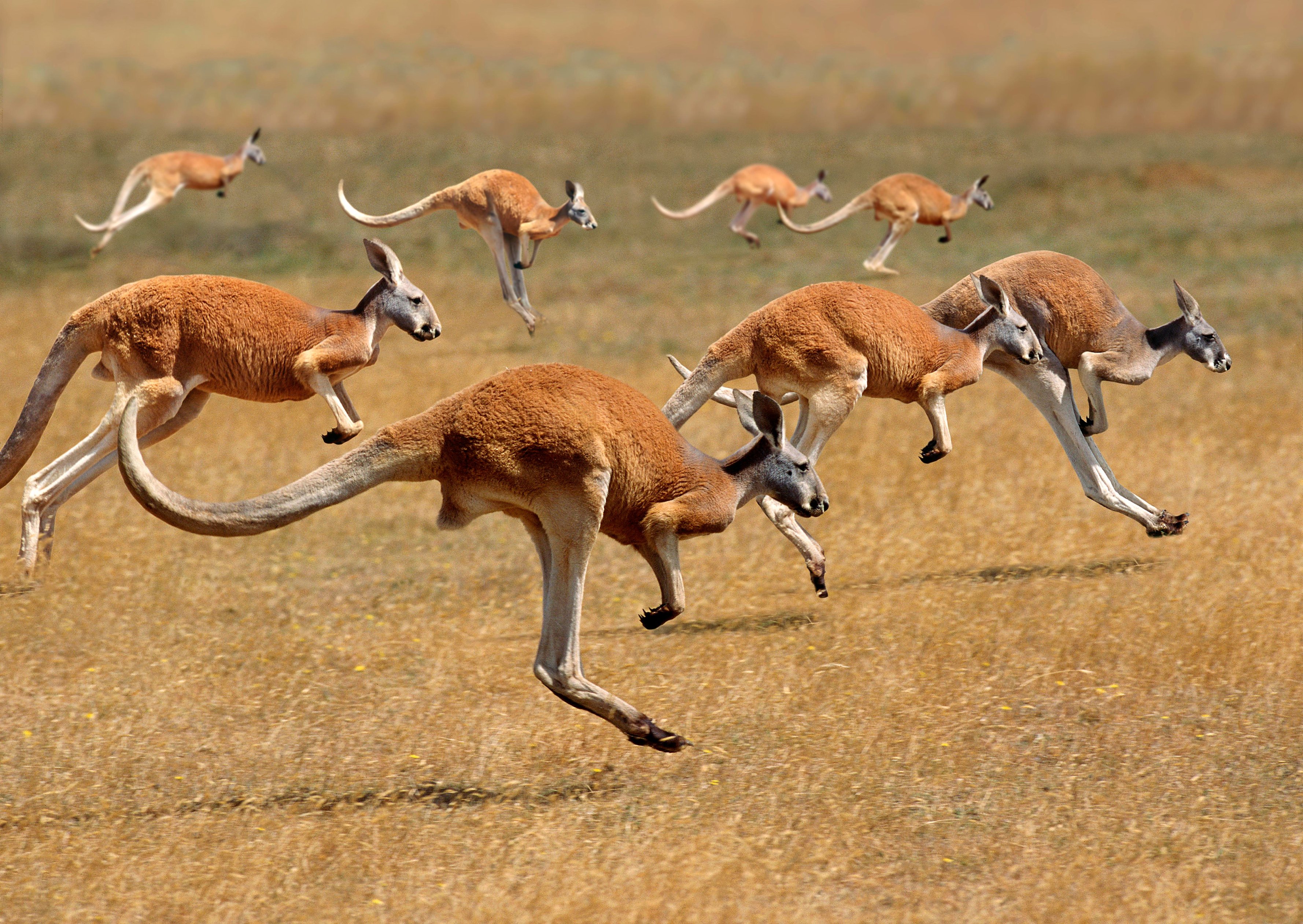 Red Kangaroo, macropus rufus, Australia, Group running